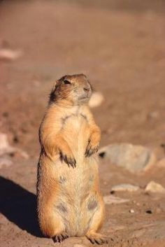 how to keep prairie dogs as pets they are so cute exotic animals