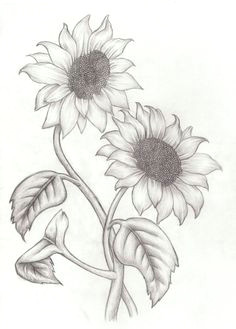 sunflowers sketch