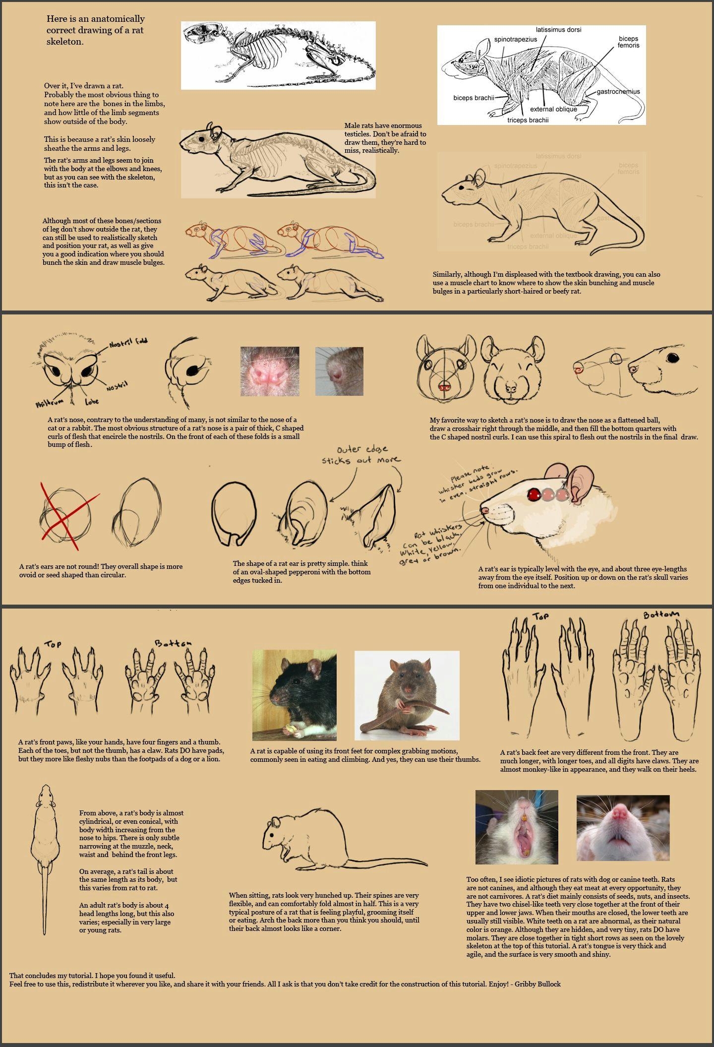 rat anatomy and proportions by deskleaves animal sketches animal drawings art drawings