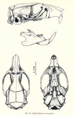 rat skull zoological plate