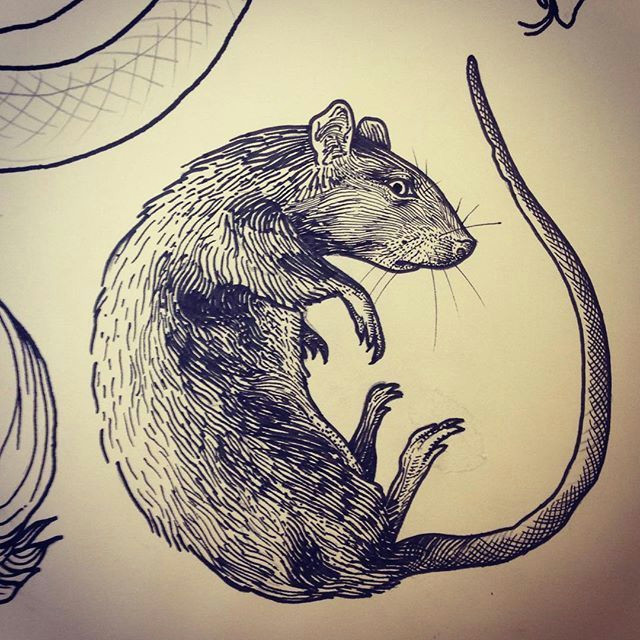 rat tattoo art on instagram hyena tattoo tattoo sketches tattoo drawings art drawings