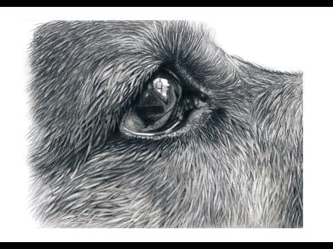 Drawing Realistic Dog Eyes How to Draw German Shepherd Eyes Youtube Art In 2019 Drawings