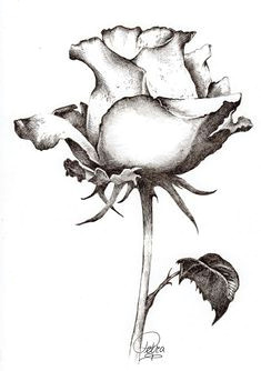 find roses this style beautiful flower drawings watercolor sketchbook cute drawings pencil drawings