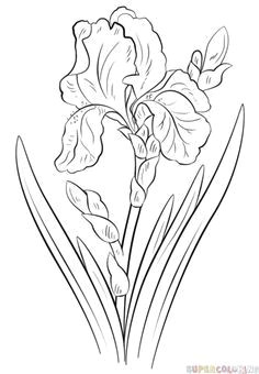 how to draw an iris flower step by step drawing tutorials more