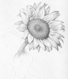 pencil drawing flowers hasso