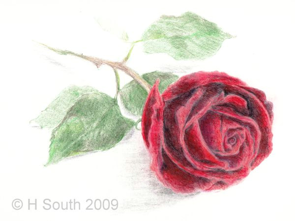 rose drawing in colored pencil