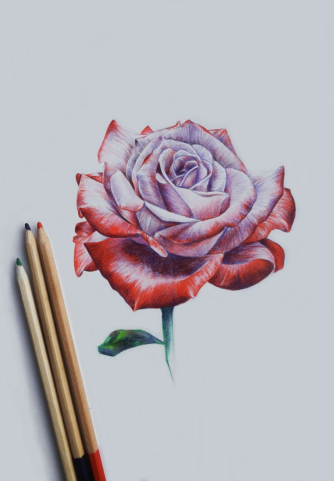 pretty rose drawing colored pencil