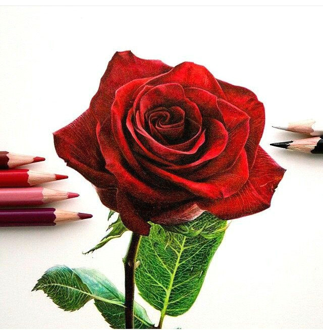 so realistic rose drawing