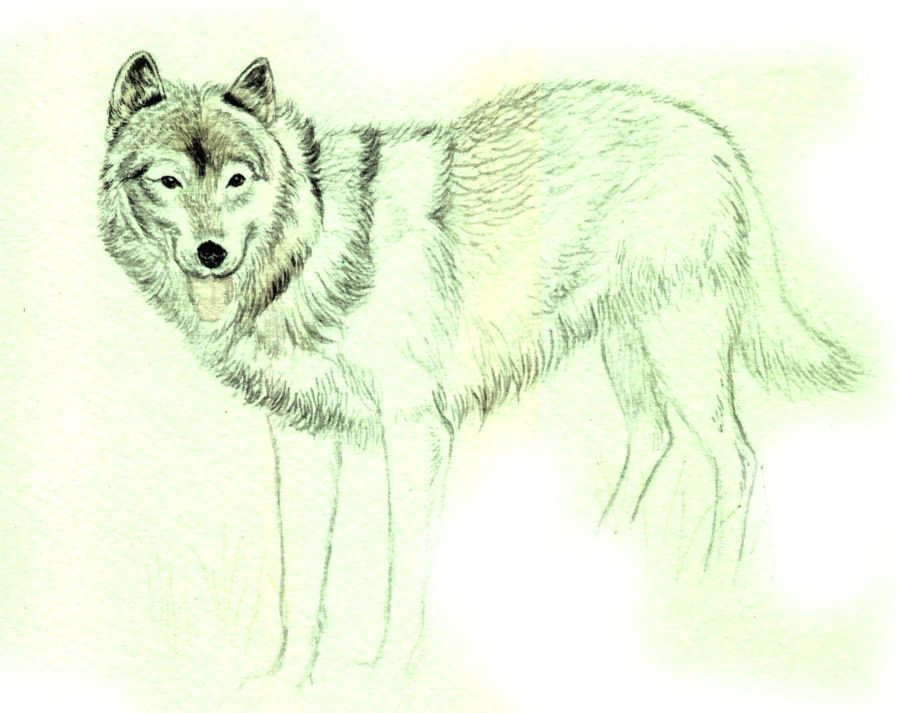 draw a wolf developing the wolf s coat