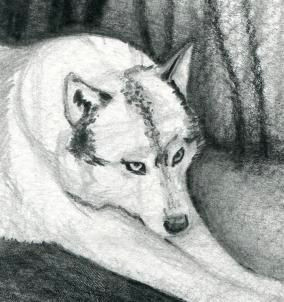 realistic wolf drawings google search