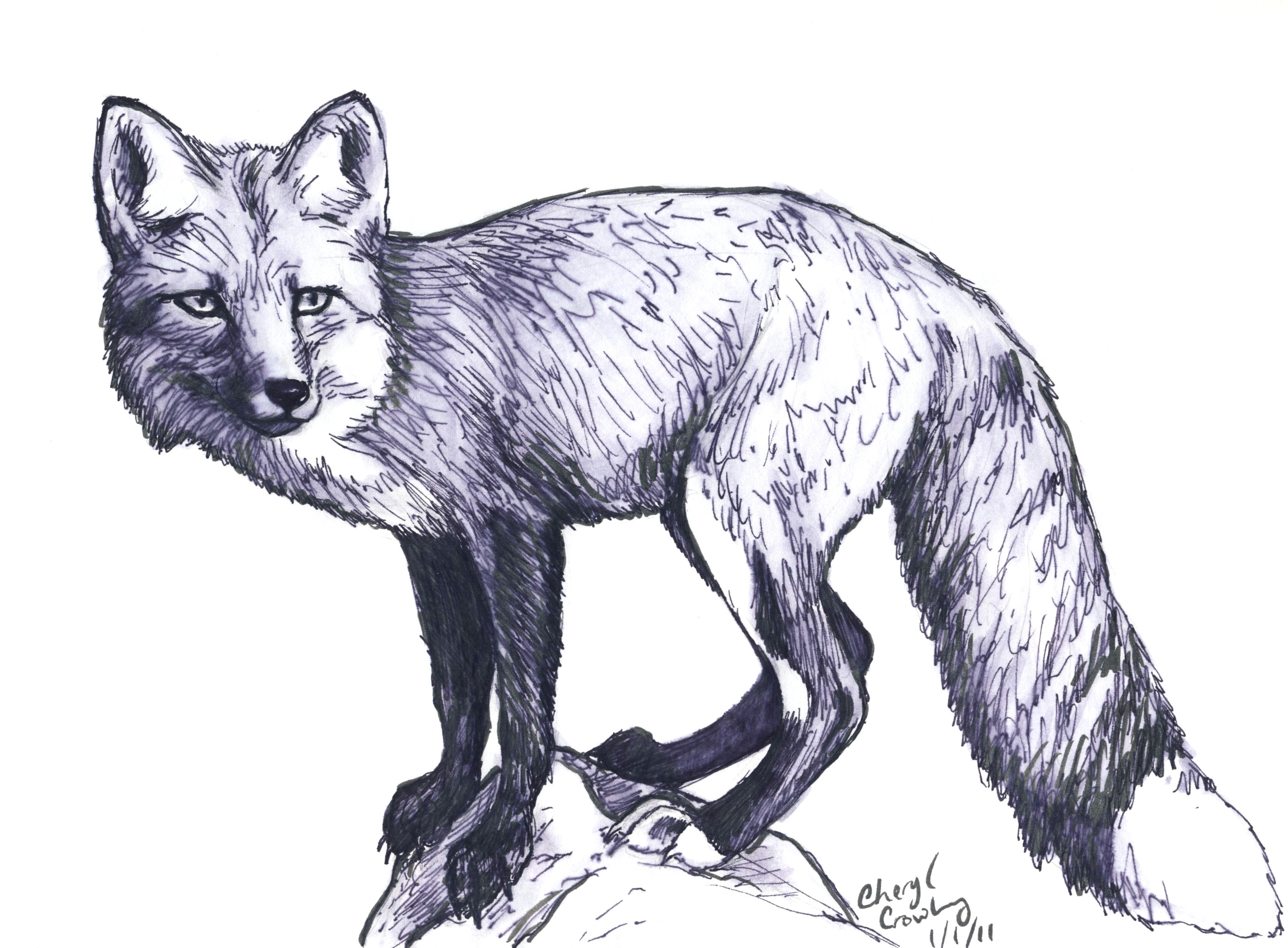 red fox sketches google search fox sketch fox tattoo croquis pencil art