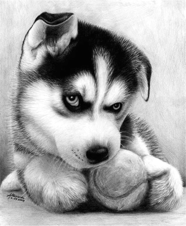 realistic animal pencil drawings 29