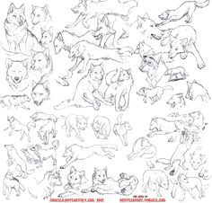 fucktonofanatomyreferences a majestic fuck ton of wolf references per request note that in the bottom image a few of the sketches are not