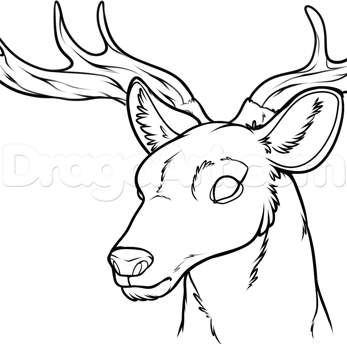 buck head drawing at getdrawings com free for personal use buck