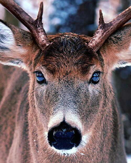 fantastic photo showing reflection in the bucks eyes nothing was stated if