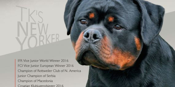 how to draw a rottweiler dog easy