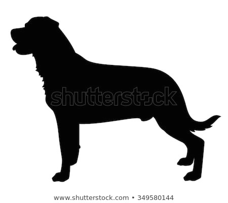 rottweiler dog standing in side view silhouette isolated
