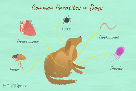 illustration of common parasites in dogs