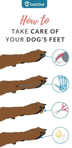 4 easy steps on how to best protect your dog s feet tractive