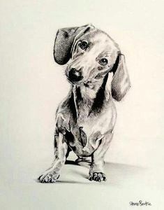 drawing sausage dogs google search dachshund drawing dachshund dog daschund dachshunds