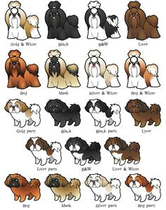 cartoon drawings of shih tzu dog shih tzu cartoon shih tzu cartoon perro