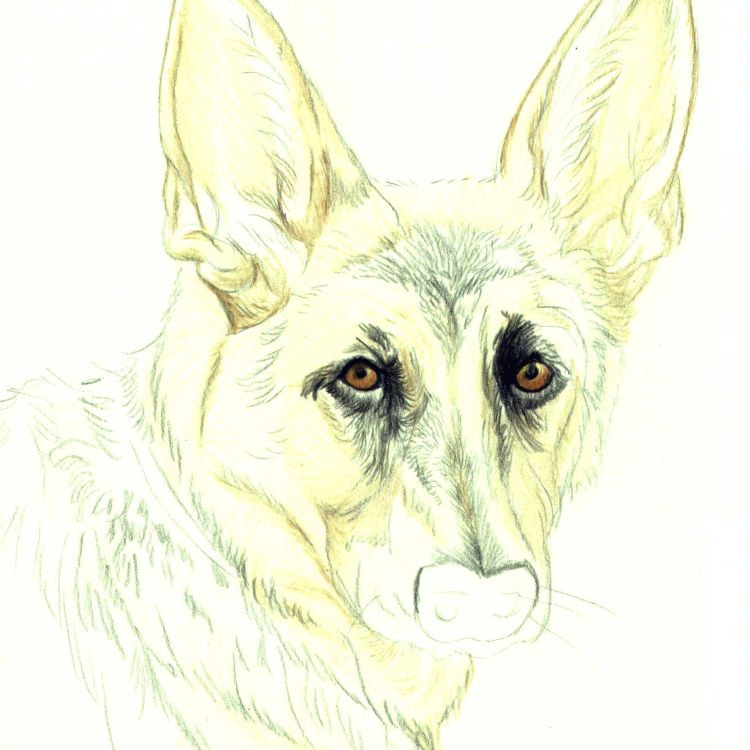 dog portraits colored pencil layering