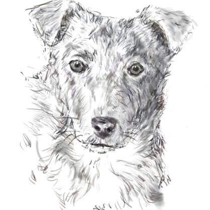 the finished dog sketch