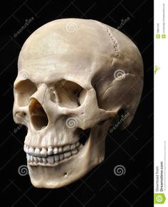 human skull model face anatomy skull anatomy human anatomy anatomy study skull