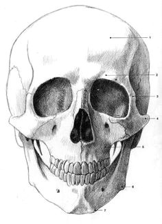 le visage en bande dessinee anatomie et expressions petre sbera a drawing human faces