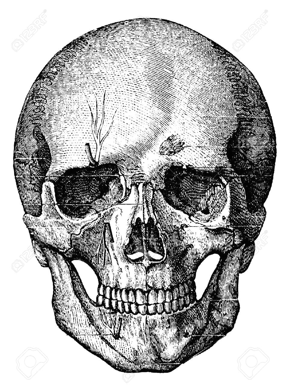 bony skeleton of the face and the anterior part of the skull