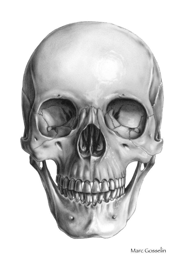 skull front