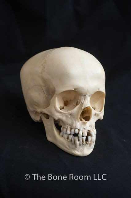 human fetal skulls for sale the bone room skulls for sale skull reference
