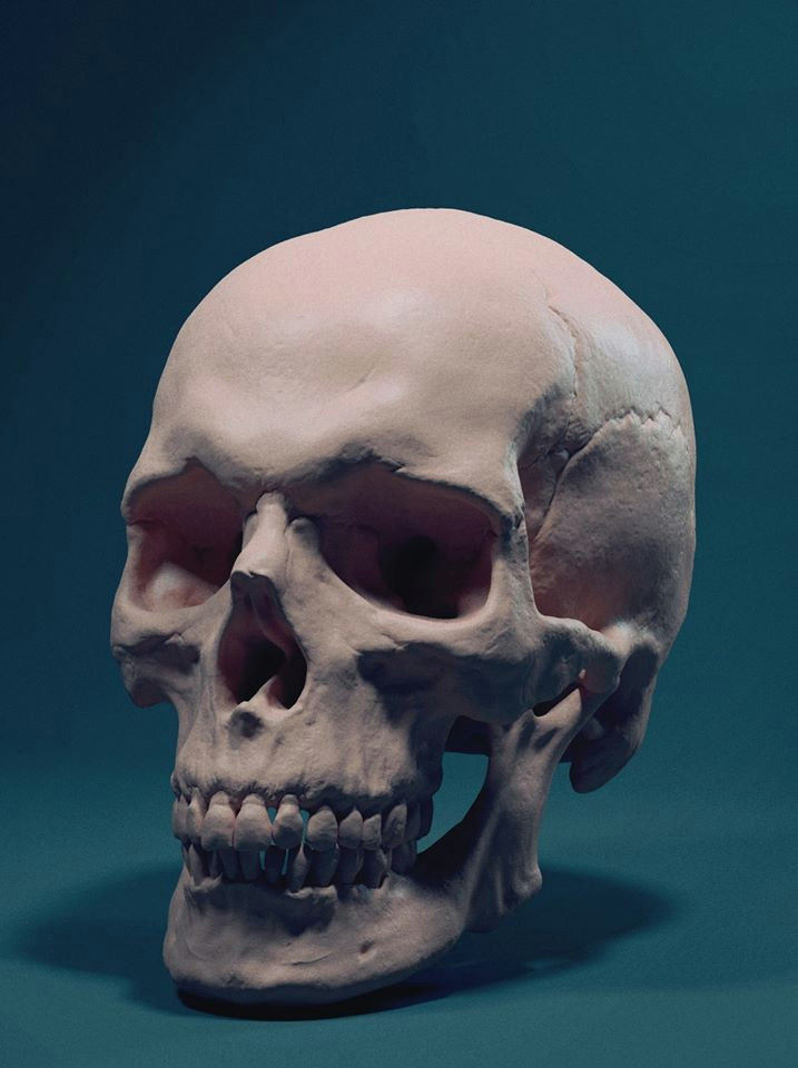 rleymu psdu jpg 717a 960 head anatomy skull anatomy