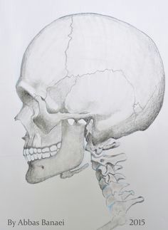 side view of the skull pencil 20 30 cm side view skull