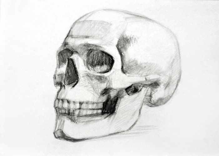 3 4 view anatomic skull google search