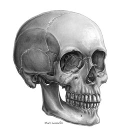 interview with marc gosselin anatomy studyanatomy referenceanatomy drawingskull side viewskull