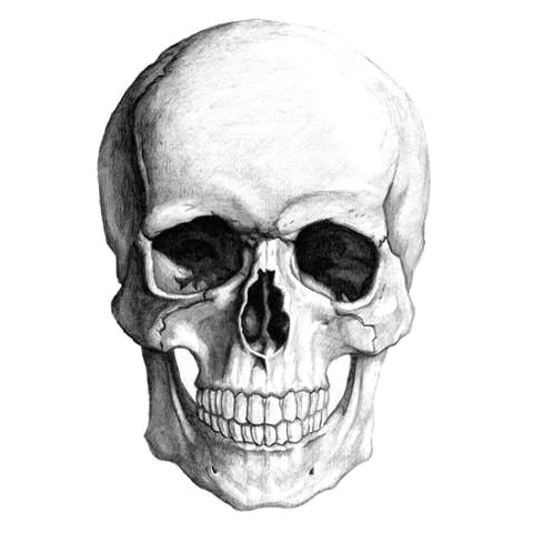 human skull