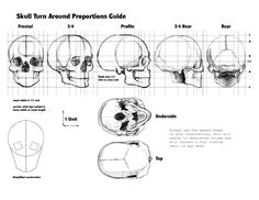 anatomy understanding skull proportions drawing