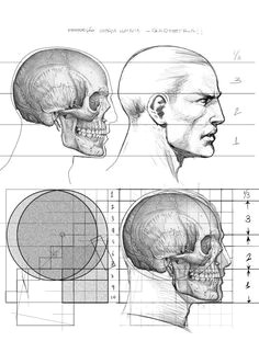 alexandre jubran support his book worths every penny face anatomy anatomy art