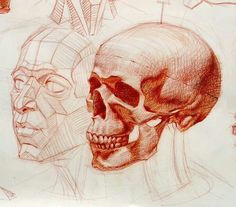 sneak peek for selfies human skull and the planes of the face cross hatching drawing by ramon hurtado