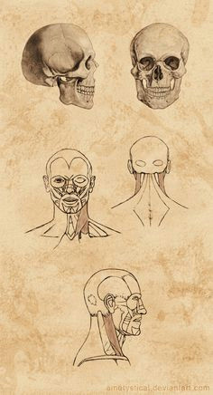 head and neck study by ametystical anatomy study anatomy reference face proportions head