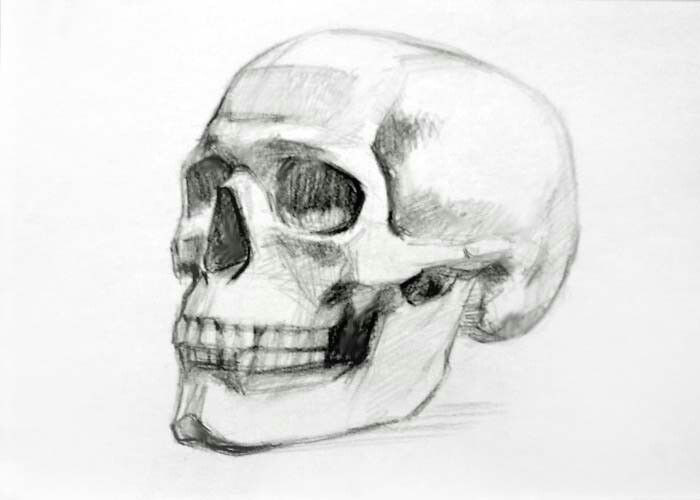 skull drawing