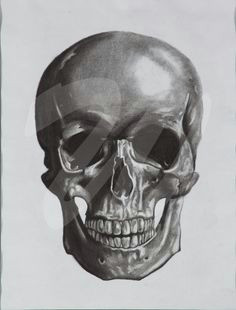 brady webb skull category drawing prints charcoal on paper