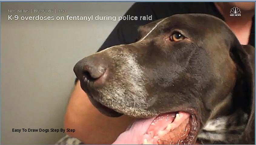 easy to draw dogs step by step frightening k 9 dogs od on fentanyl the drug