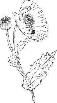 opium poppy would be fun to draw and color with pencil poppy