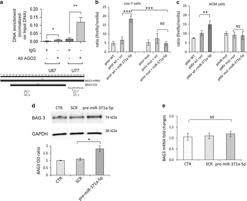 a novel mir 371a 5p mediated pathway leading to bag3 upregulation in cardiomyocytes in response to epinephrine is lost in takotsubo cardiomyopathy cell