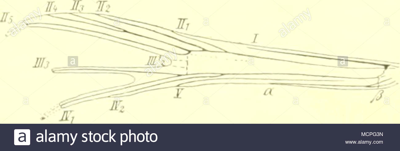 fig 112 oea a der des vhs von denterose tengfstra a