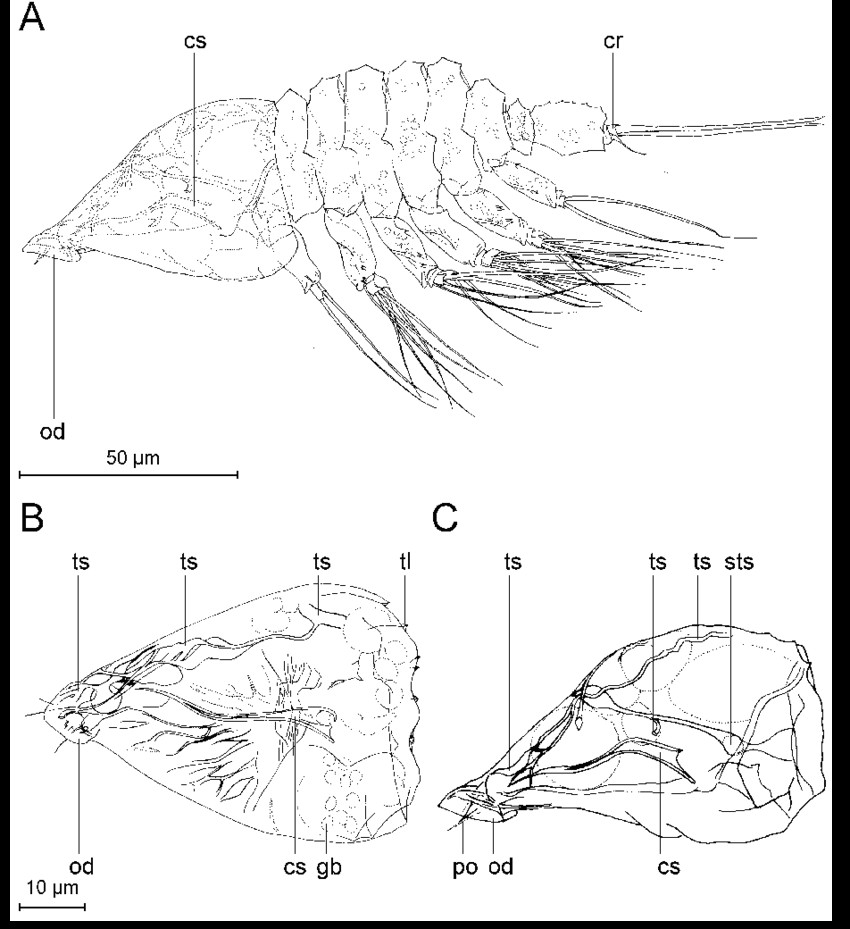 tantulus larva of arcticotantulus kristenseni sp nov internal morphology drawn from zmuc cru4882 and zmuc cru4887 a lateral view