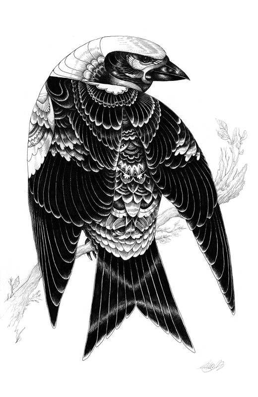 bird illustration by iain macarthur black and white drawing black and white illustration owl