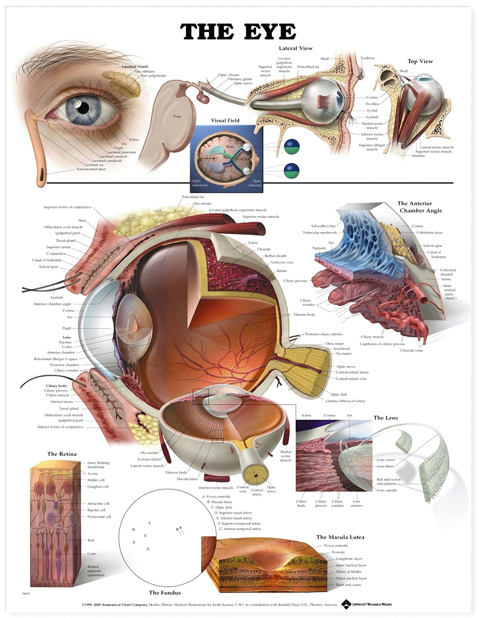 according to research consuming a vitamin d rich diet along with the nutrients methionine and betaine could help lower age related macular degeneration